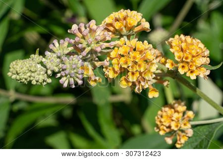 Buddleja Sungold (buddleja Weyeriana), Flowers Of Summer