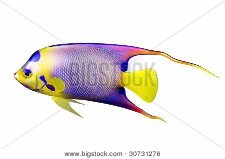 Kraliçe Angelfish