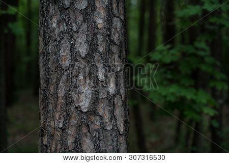 Pine Tree Trunk With Brown Bark In A Dark Deciduous Forest With Green Trees