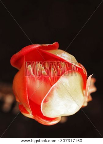 The Red Sal Tree Flower Blooming In Park In The Morning.