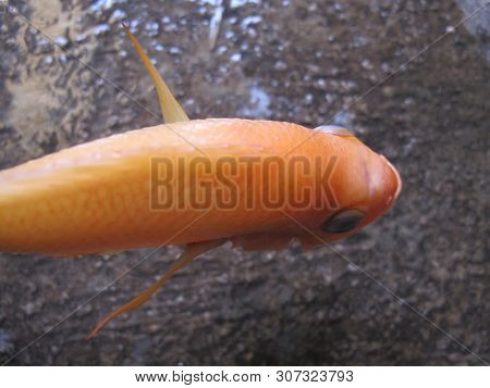 Red Devil Cichlid Fish, Top View Animal Photography