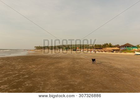 Goa, India - December 20, 2018: View Of The Morjim Beach. Beach Life