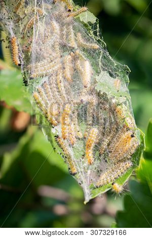 Caterpillars Eat Leaves Of Mulberry. Insects Pests Eating Up Green Leaves Of Mulberry Tree. Silkworm