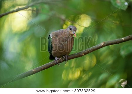 Emerald Ground Dove