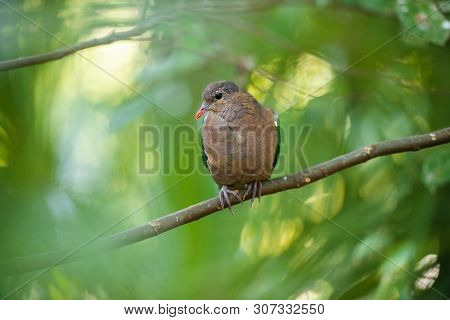 Emerald Ground Dove