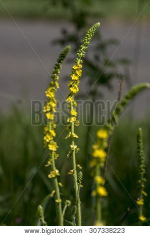 Liverwort (agrimonia Eupatoria) Herb Of The Field.