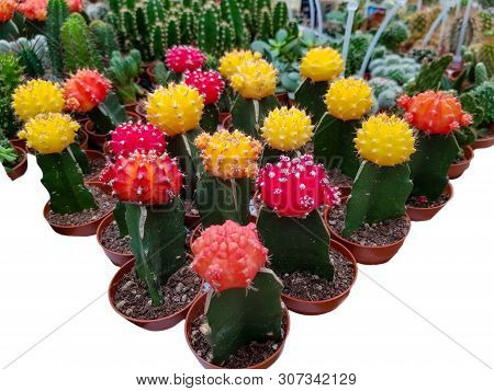Miniature Cacti In Pots During Flowering With Bright Flowers