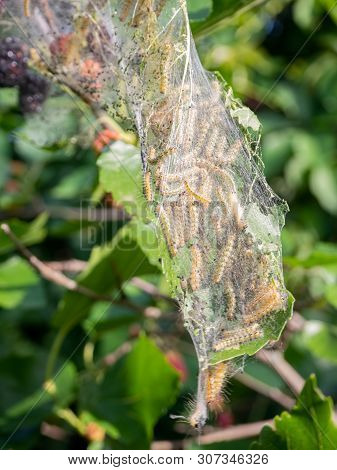 Diseased Tree Green Leaves With Caterpillar