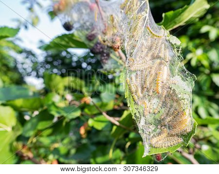 Diseased Tree Green Leaves With Caterpillar