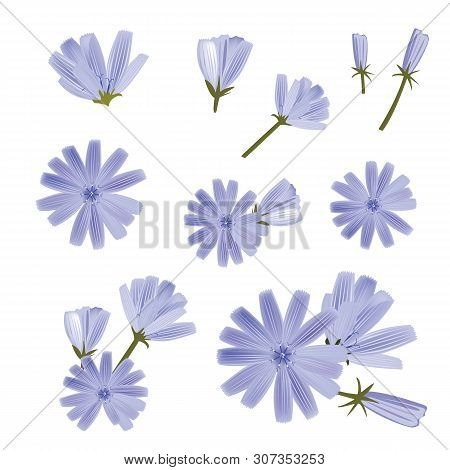 Chicory Vector, A Collection Of Various Flowers. Hand-drawn Vector Illustration. Isolated Design Ele