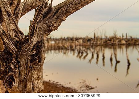 Some Dead Trees In The Lake. City Of Epecuen Submerged.