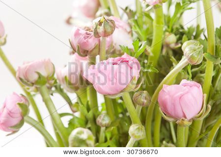 Ranuncolo rosa