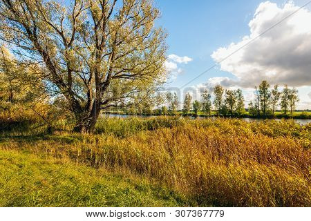 Dutch Landscape With Willow Tree And Yellowed Reeds On The Bank Of A Canal. The Photo Was Taken Near