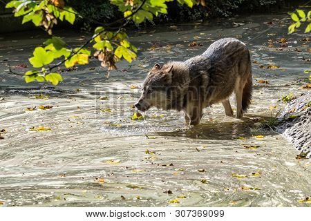 The Wolf, Canis Lupus, Also Known As The Grey Wolf Or Timber Wolf Is A Canine Native To The Wilderne