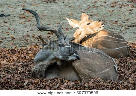 Indian Blackbuck, Antelope Cervicapra Or Indian Antelope. The Blackbuck Inhabits Grassy Plains And S