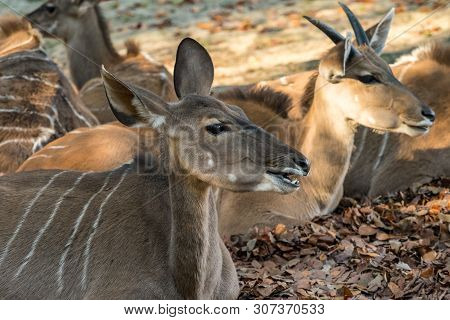 Indian Blackbuck, Antelope Cervicapra Or Indian Antelope. The Blackbuck Inhabits Grassy Plains And S