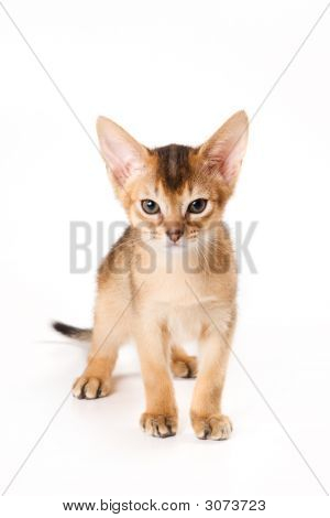 Abessinier Kitten auf weißem Hintergrund