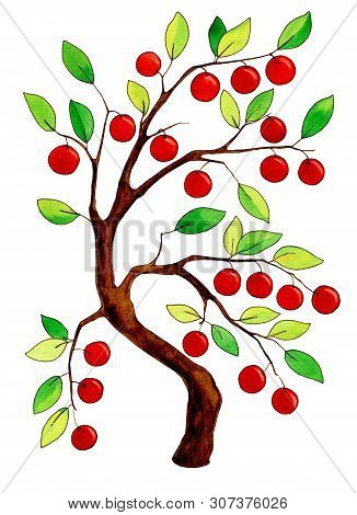 Watercolor Apple Tree With Apples On White Background