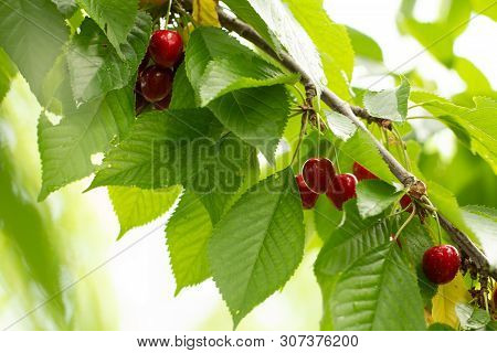 Cherry On The Branch Grows, Ripened Red Cherry Close Up
