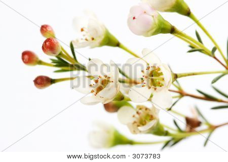 Blumen auf weißem Hintergrund