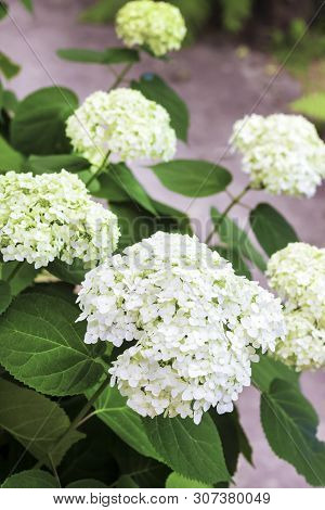 Blooming White Annabelle Hydrangea Arborescens (commonly Known As Smooth Hydrangea, Wild Hydrangea, 