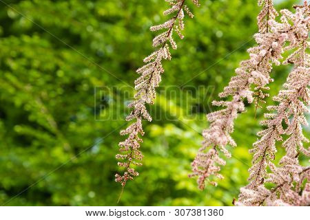 Tamarix Bushes Blossom Tamarix Gallica Twiggy Shrub Covered With Pink Flowers