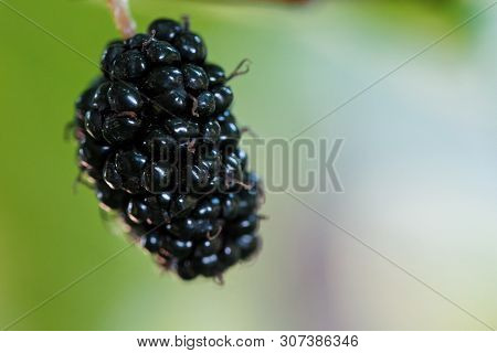 Ripe And Fresh Fruits Of Black Mulberry Ripened On A Tree Branch. Healthy Food Of Juicy Mulberry Fru