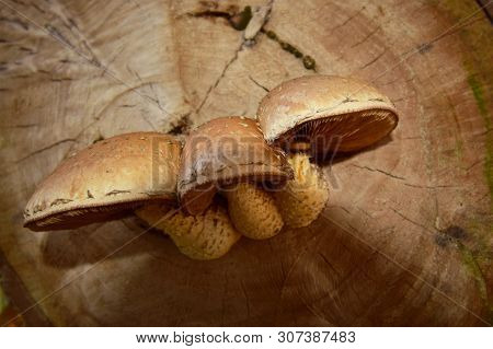 Close-up Of Caucasian Brown Mushroom Poplar Flaky Pholiota Populnea Growing On A Tree Stump Poplar I