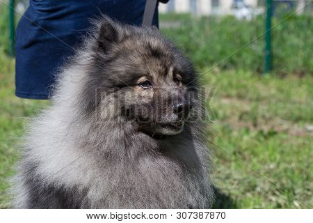 Deutscher Wolfspitz Is Standing On A Green Meadow With His Owner. Keeshond Or German Spitz.