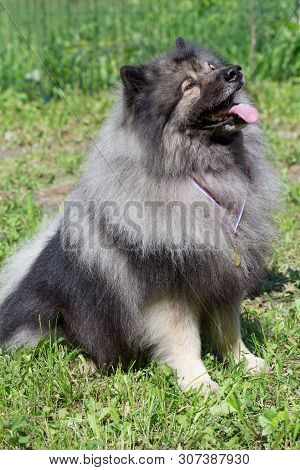 Deutscher Wolfspitz Sitting On A Green Meadow With His Reward. Keeshond Or German Spitz.