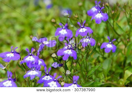 Violet Lobelia Erinus Or Lobelia Sapphire Flowers In The Garden