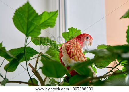 Rosella Parrot Color Ruby Sitting On A Branch Of A Chinese Rose.