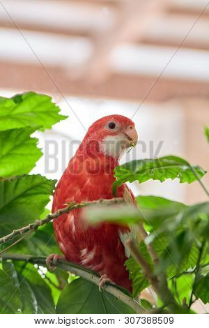 Rosella Parrot Color Ruby Sitting On A Branch Of A Chinese Rose.