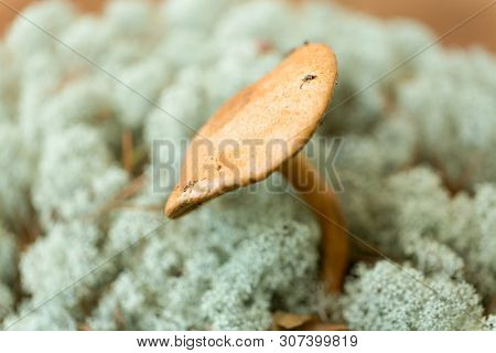 nature and environment concept - suillus bovinus mushroom in reindeer lichen moss