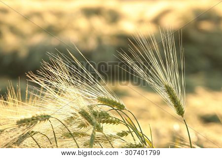 Ear of wheat Nature field dusk Nature background Nature background cereal Nature bread Nature background Macro Nature background sunset sun Nature background Nature background outdoor Nature background grain plant Nature background.