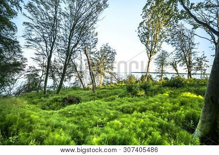 Massive Plantation With Horsetail Plants In A Forest With The Ocean In The Background