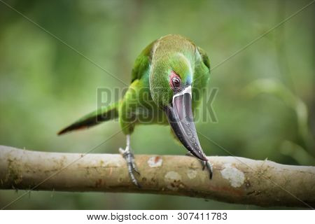 Crimson-rumped Toucanet Showing Off His Gorgeous Green Plumage