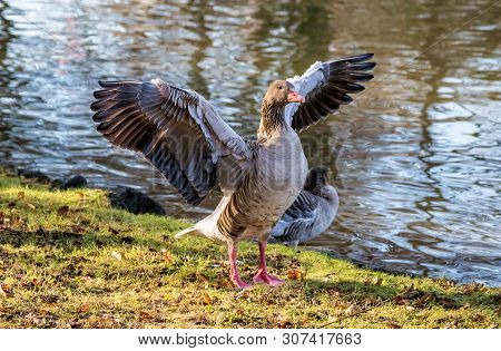 The Greylag Goose, Anser Anser Is A Species Of Large Goose In The Waterfowl Family Anatidae And The 