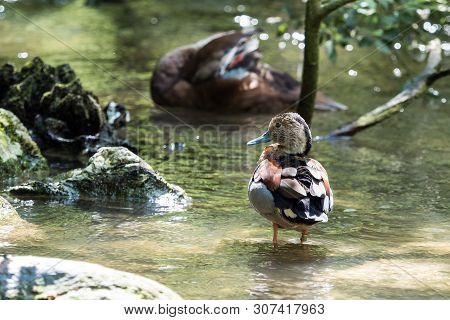 The Ringed Teal, Callonetta Leucophrys Is A Small Duck Of South American Forests. It Is The Only Spe