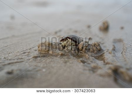 Hermit Crabs Live On The Sand By The Sea. Hermit Crabs Digging Sand To Bury Themselves To Hide From