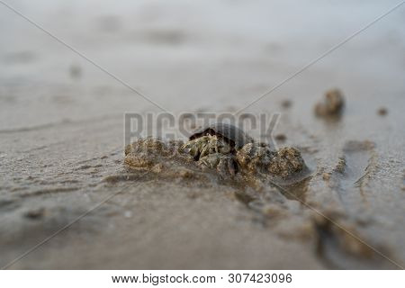 Hermit Crabs Live On The Sand By The Sea. Hermit Crabs Digging Sand To Bury Themselves To Hide From