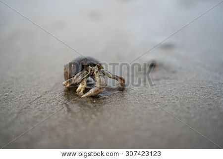 Hermit Crabs Live On The Sand By The Sea.