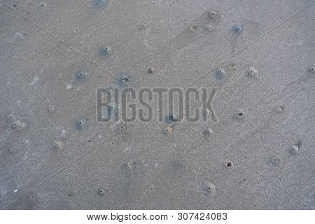 The Floating Groove Of The Habitat Of Horn-eyed Ghost Crab Or Ocypode On The White Sand By The Sea.