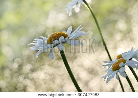 Summer Rain In The Garden And Daisies With Drops On The Bokeh Background, Blurred Focus. Beautiful S