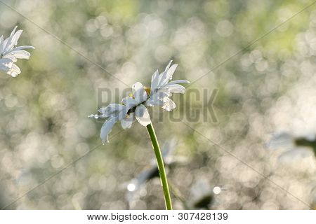 Summer Rain In The Garden And Daisies With Drops On The Bokeh Background, Blurred Focus. Beautiful S