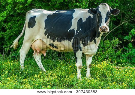 A Black And White Dairy Cow Standing In The Farm Field