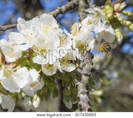 Close Up Beautiful Macro Blooming Pink Apple Blossom With Flying Bee Gathering Pollen. Buds Flower T