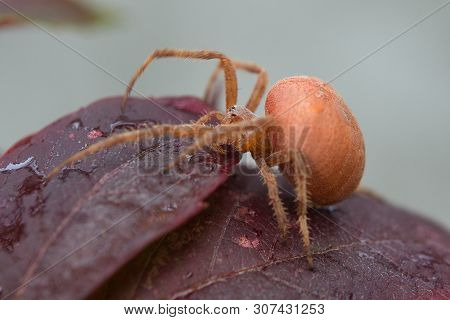 Red Spider On Claret Basil Leaves. Macro.