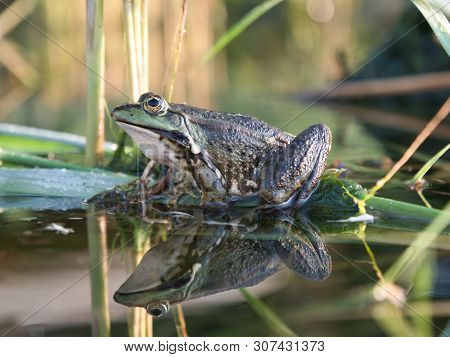 A Frog Sitting In The Reeds Is Reflected In The Water On A Sunny Morning In The Summer.