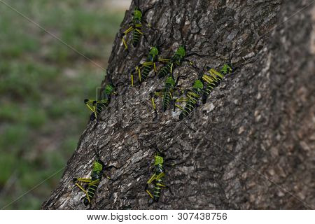 Green Milkweed Locust Swarm (phymateus Leprosus) Scaling A Tree, Limpopo, South Africa